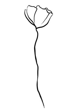 Elle çizilmiş kır çiçekleri, siyah ana hatlar haşhaş izole edilmiş çizimler. Bahçe çiçekleri yaz ve sonbahar düğün kırtasiyesi ve tebrik kartları için