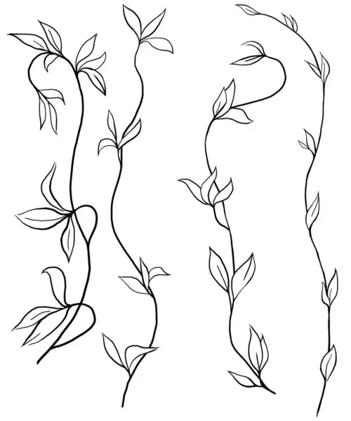 Hand drawn twigs with leaves, black outlines, isolated illustration. Garden greenery element for summer wedding stationery and greetings cards, website designs