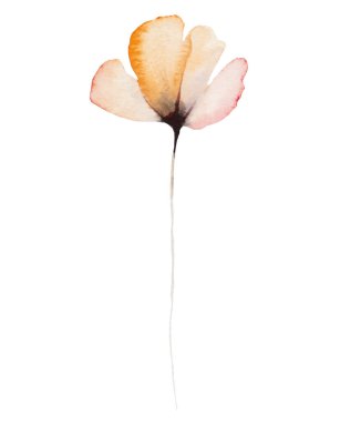 Suluboya turuncu kır çiçeği izole edilmiş bir resim. Bahçe çiçekleri yaz ve sonbahar düğün kırtasiyesi ve tebrik kartları için