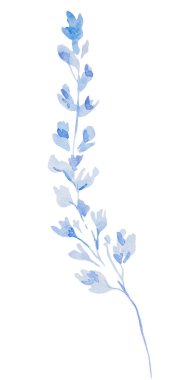 Açık mavi suluboya yaban çiçeği izole edilmiş bir resim. Bahçe çiçekleri yaz ve bahar düğün kırtasiyesi ve tebrik kartları için.