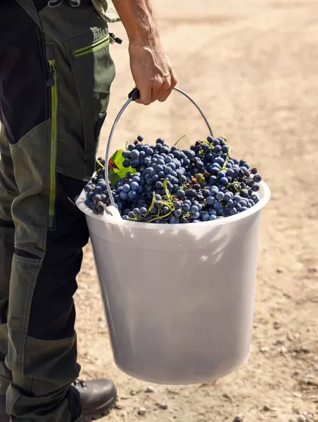 Men holding a white bucket in hand filled with red grapes, close up. Wine harvest period in the vineyard, back view. Hand picking grapes