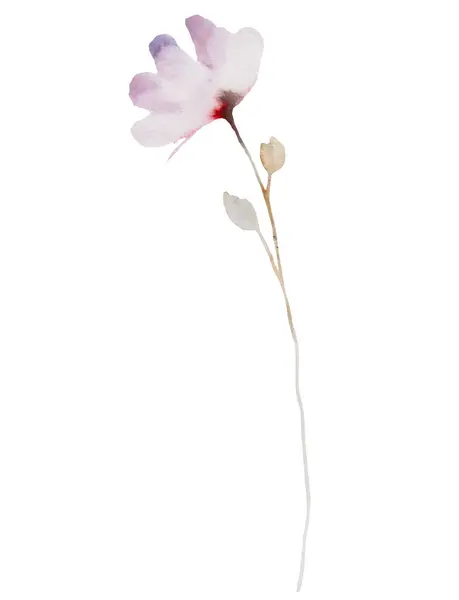 Акварель Светло Розовые Цветы Изолированные Иллюстрации Цветочный Элемент Сада Летних — стоковое фото