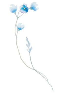 Açık mavi suluboya kır çiçekleri izole edilmiş. Bahçe çiçekleri yaz ve bahar düğün kırtasiyesi ve tebrik kartları için.