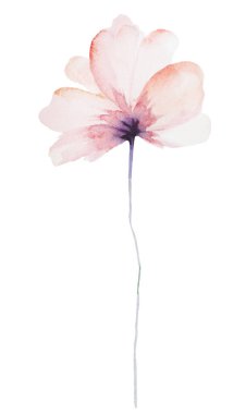 Açık pembe suluboya çiçek izole edilmiş. Bahçe çiçekleri yaz ve sonbahar düğün kırtasiyesi ve tebrik kartları için