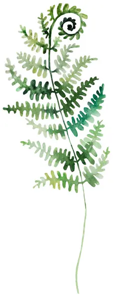 緑の葉が付いている水彩色のフェンダーのねじれ 隔離されたイラスト 春と夏の結婚式の文房具とグリーティングカードのためのロマンチックな植物要素 — ストック写真