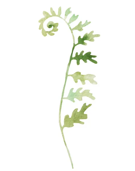 Akwarelowe Gałązki Paproci Zielonymi Liśćmi Odosobniona Ilustracja Romantyczny Element Botaniczny — Zdjęcie stockowe