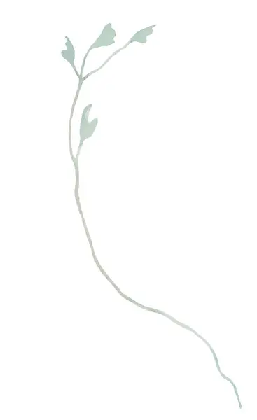 Akwarela Jasnozielona Gałązka Małymi Liśćmi Odizolowana Ilustracja Romantyczny Pastelowy Element — Zdjęcie stockowe