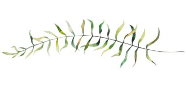 Yeşil küçük yapraklı suluboya dallar, izole bir illüstrasyon. İlkbahar ve yaz için romantik botanik öğesi düğün kırtasiyesi ve tebrik kartları