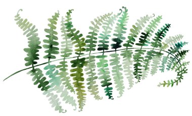 Yeşil yapraklı suluboya eğreltiotu dalları, izole bir illüstrasyon. İlkbahar ve yaz için romantik botanik öğesi düğün kırtasiyesi ve tebrik kartları