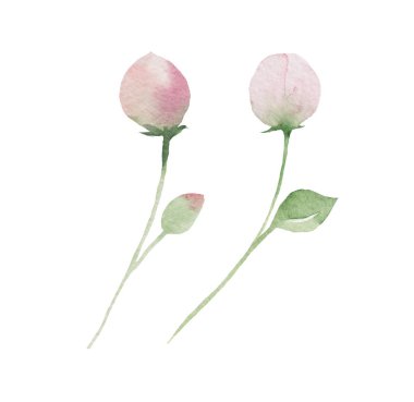 Suluboya açık pembe gül tomurcukları izole edilmiş çizimler. Yaz ve bahar için Bahçe Pastel Çiçeği Çiçek Kırtasiyesi ve tebrik kartları