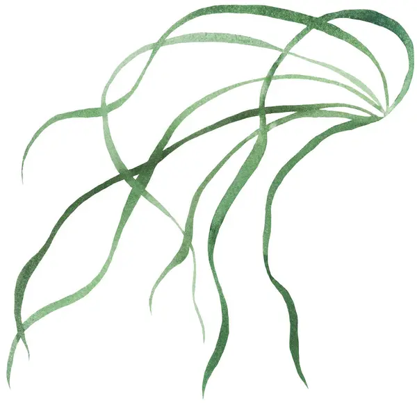 Akwarela Cienka Zielona Trawa Liści Odosobniona Ilustracja Romantyczny Element Botaniczny — Zdjęcie stockowe
