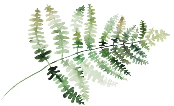 Akwarelowa Gałązka Paproci Zielonymi Liśćmi Odosobniona Ilustracja Romantyczny Element Botaniczny — Zdjęcie stockowe
