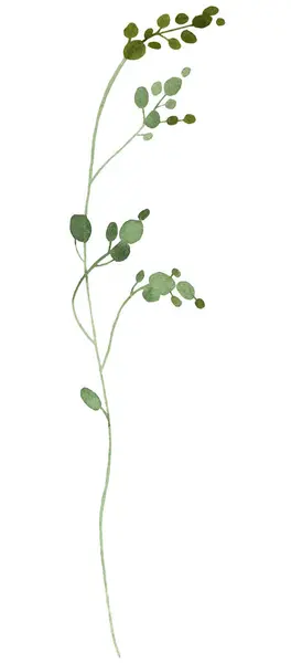 緑色の小さな葉の水彩画 孤立したイラスト 春と夏の結婚式の文房具とグリーティングカードのためのロマンチックな植物要素 — ストック写真