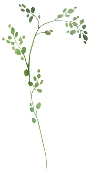 緑色の小さな葉の水彩のツイッグ 孤立したイラスト 春と夏の結婚式の文房具とグリーティングカードのためのロマンチックな植物要素 — ストック写真