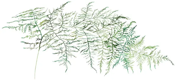 Akwarelowa Gałązka Szparagów Zielonymi Liśćmi Odosobniona Ilustracja Romantyczny Element Botaniczny — Zdjęcie stockowe
