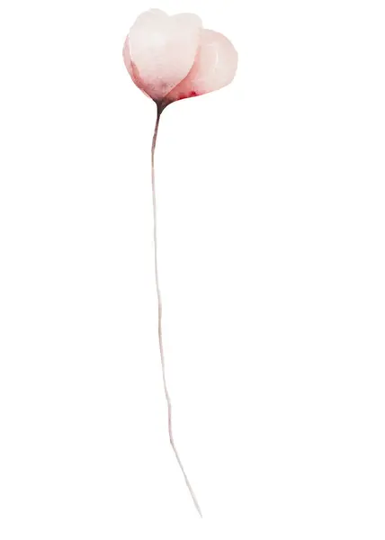 Akvarel Světle Růžové Květy Izolované Ilustrace Zahrada Květinový Prvek Pro — Stock fotografie