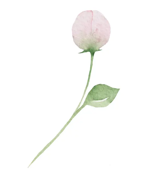Akvarel Světle Růžové Růže Pupen Izolované Ilustrace Zahrada Pastelový Květ — Stock fotografie