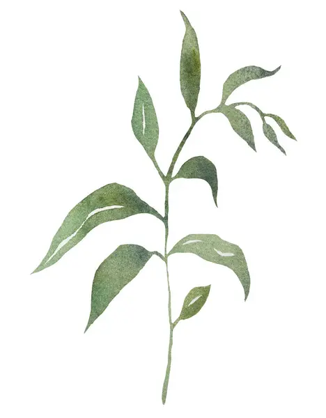 Gałązka Akwarelowa Zielonymi Liśćmi Odosobniona Ilustracja Romantyczny Element Botaniczny Wiosenno — Zdjęcie stockowe