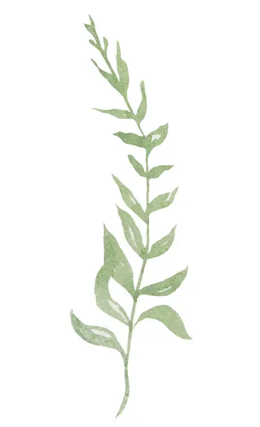 Gałązka Akwarelowa Zielonymi Liśćmi Odosobniona Ilustracja Romantyczny Element Botaniczny Wiosenne — Zdjęcie stockowe