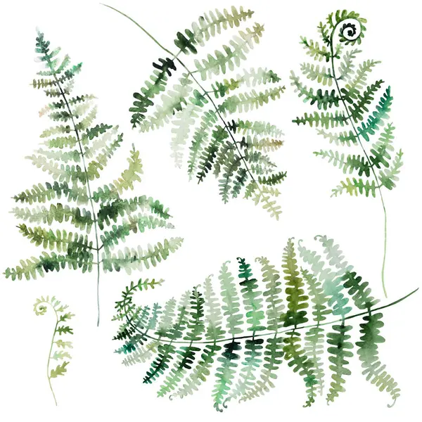 Akwarelowe Gałązki Paproci Zielonymi Liśćmi Odosobniona Ilustracja Romantyczny Element Botaniczny — Zdjęcie stockowe