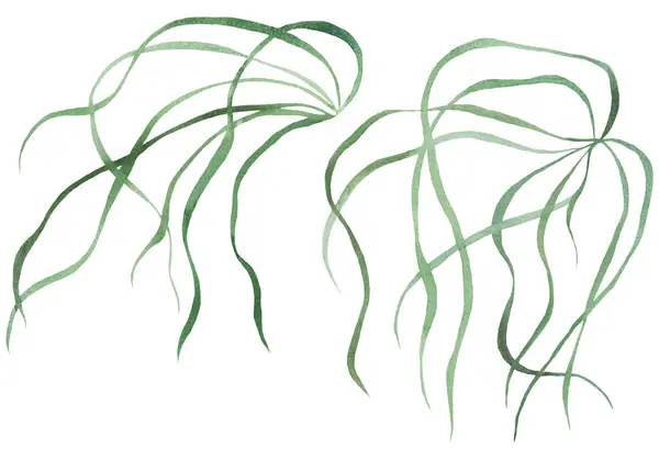 Aquarelle Fines Feuilles Minuscules Herbe Verte Illustration Isolée Élément Botanique — Photo