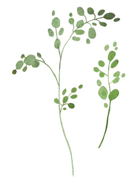 緑色の小さな葉の水彩のツイッグ 孤立したイラスト 春と夏の結婚式の文房具とグリーティングカードのためのロマンチックな植物要素 — ストック写真