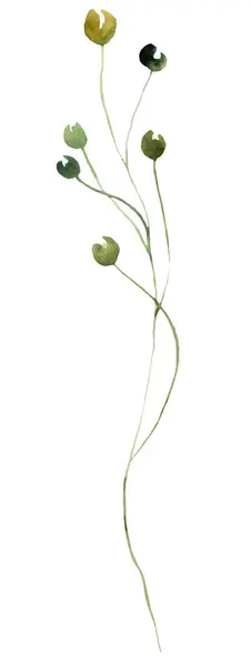 Akvarel Zelená Rostlina Nezralé Bobule Stonku Izolované Ilustrace Prvek Pro — Stock fotografie