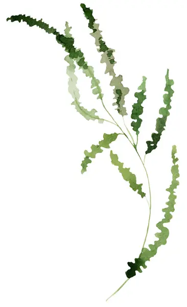 Akwarela Cienka Zielona Trawa Liści Odosobniona Ilustracja Romantyczny Element Botaniczny — Zdjęcie stockowe