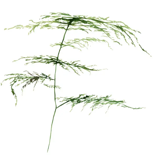 Akvarelové Kapradinové Větvičky Zelenými Listy Izolované Ilustrace Romantický Botanický Prvek — Stock fotografie