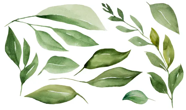 Aquarellzweige Mit Grünen Blättern Isolierte Abbildung Romantisches Botanisches Element Für Stockbild