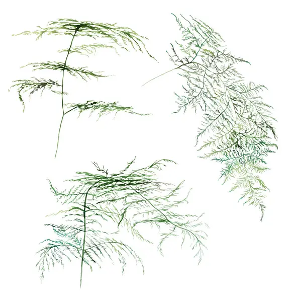 Aquarel Varen Twijgen Met Groene Bladeren Geïsoleerde Illustratie Romantisch Botanisch Stockfoto