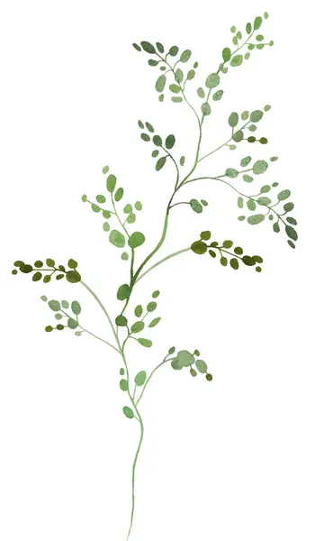 Akwarela Gałązki Zielonymi Małymi Liśćmi Odosobniona Ilustracja Romantyczny Element Botaniczny — Zdjęcie stockowe