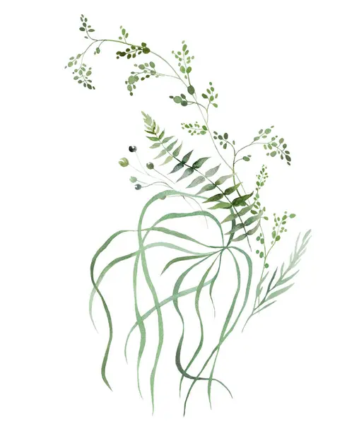 用水色脆弱的茎和细小的叶子 蕨类和草类制成的芬芳 是别具一格的柔软的孤立的例证 以太浪漫的夏季婚礼文具安排 图库图片