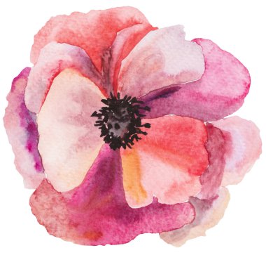 Suluboya kırmızı ve pembe gelincik çiçeği izole edilmiş. Yazın düğün kırtasiyesi ve baskı tasarımları için temel öğe