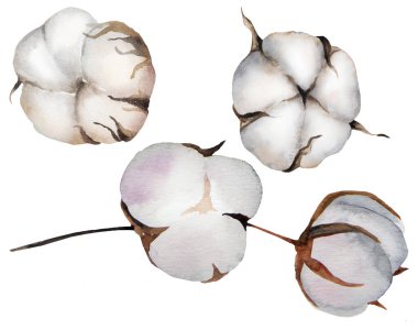 El boyasıyla boyanmış suluboya kurutulmuş pamuk çiçeği, boho çizimi izole edilmiş. Bohem düğün tasarımı, tebrik kartları ve el işi için bej tasarım elementi