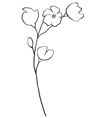 El çizimi kır çiçekleri, siyah ana hatlar çiçekler izole edilmiş çizimler. Bahçe çiçekleri yaz ve sonbahar düğün kırtasiyesi ve tebrik kartları için