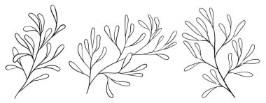 Elle çizilmiş ince yapraklar, siyah çizgiler izole edilmiş çizimler. Düğün kırtasiyesi ve parti davetiyesi için bahçe çiçeği unsuru