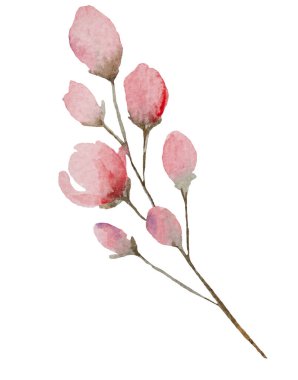 Açık pembe suluboya yabani çiçek izole edilmiş. Yaz ve bahar bahçesi için çiçekli düğün kırtasiyesi ve parti tasarımı, pastel dekor