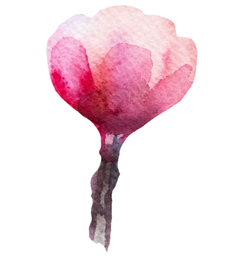 Suluboya açık pembe kiraz çiçeği tomurcuğu izole edilmiş illüstrasyon, Sakura çiçekli düğün unsuru