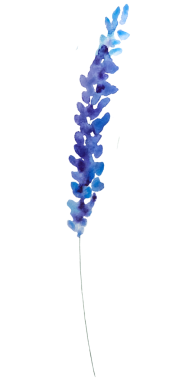 Suluboya lavanta çiçekleri izole edilmiş. Yaz düğünü için mavi çiçek.