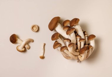 Cluster of fresh raw brown poplar mushrooms or velvet pioppini mushrooms (Cyclocybe aegerita) on beige top view. Cultivated edible mushrooms, healthy vegan food clipart