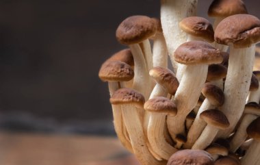 Koyu arka plan üzerinde taze çiğ kavak mantarı kümesi veya kadife piopini mantarı (Cyclocybe aegerita). Yenilebilir mantarlar, sağlıklı yiyecekler.