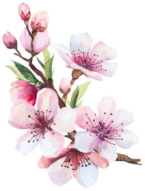 Açık pembe kiraz çiçekleri, tomurcuklar ve izole resimlerle suluboya dal. Japon baharı bahçe kırtasiyesi ve parti tasarımı için sakura çiçeği. Pastel dekor.