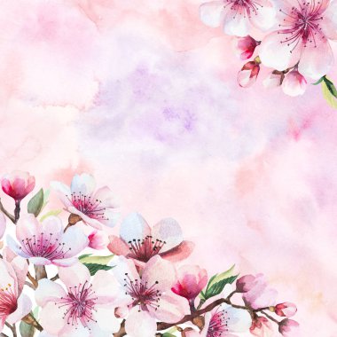 Suluboya pembe kiraz çiçekleri, tomurcuklar ve kare pembe arka plan resimli yapraklar. Japon baharı bahçe kırtasiyesi ve parti tasarımı için sakura çiçeği.