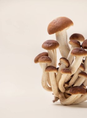 Cluster of fresh raw brown poplar mushrooms or velvet pioppini mushrooms (Cyclocybe aegerita) on beige closeup. Cultivated edible mushrooms, healthy vegan food clipart