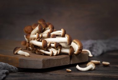 Koyu kahverengi kavak mantarı kümesi ya da kadife piopini mantarı (Cyclocybe aegerita) koyu ahşap yakın plan üzerinde. Yenilebilir mantarlar, sağlıklı yiyecekler.