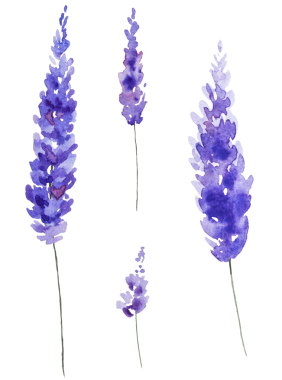 Suluboya lavanta çiçekleri izole edilmiş. Yaz düğünü için mavi çiçek.