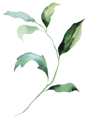 Yeşil yapraklı suluboya dal, izole bir illüstrasyon, botanik yaz düğünü unsuru