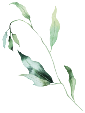 Yeşil yapraklı suluboya dal, izole bir illüstrasyon, botanik yaz düğünü unsuru