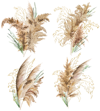 Suluboya bej, yeşil ve altın pampa otlu buketler, Boho Wedding izole edilmiş illüstrasyon